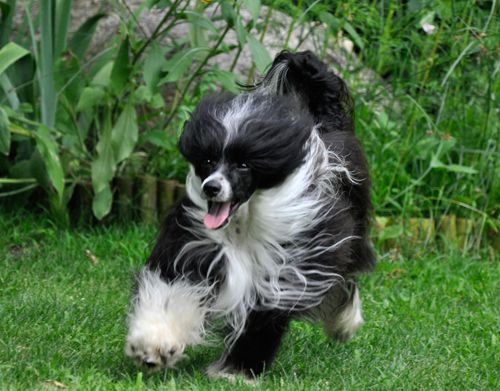 King Lear Della Castafiore