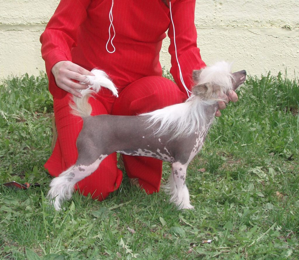 Tata Tavolgi Tsvetok ot Volnogo Psa