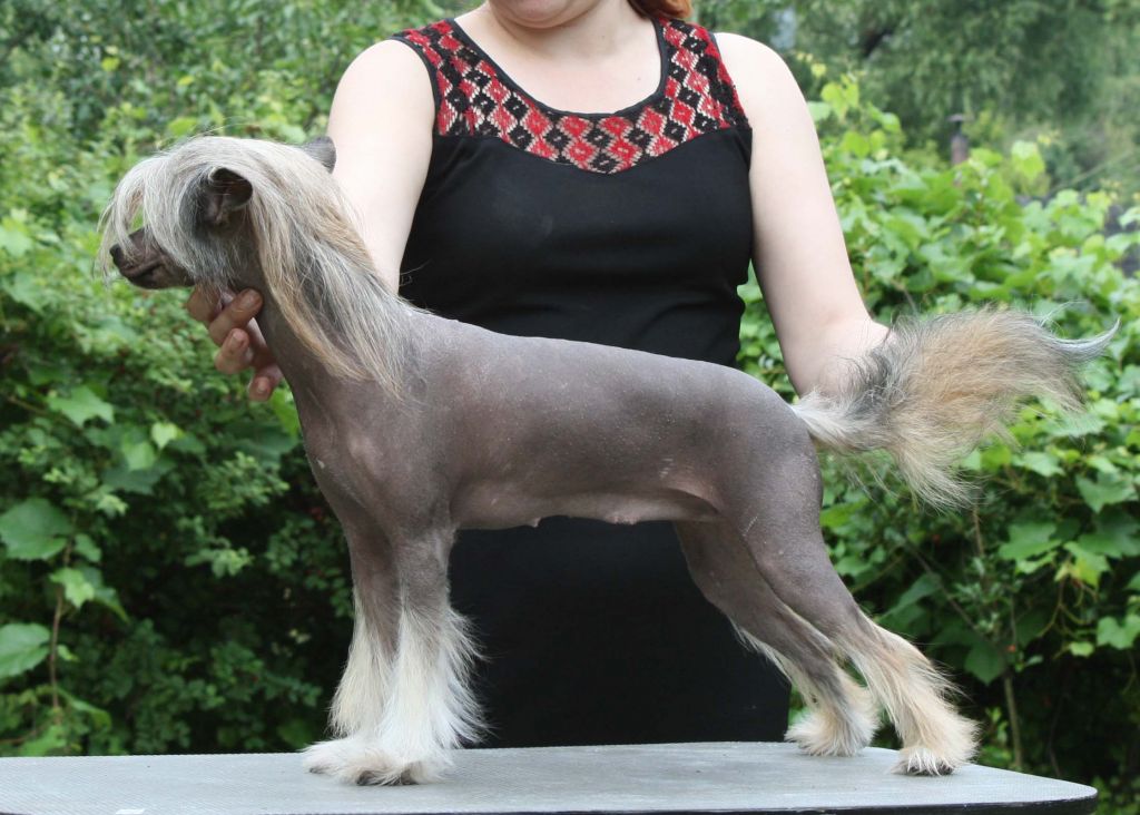 Osoba ot Volnogo Psa