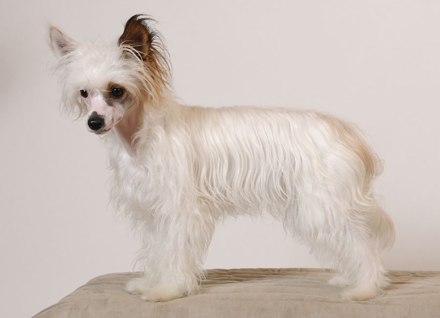 Lady Whitefang's Winged Angel