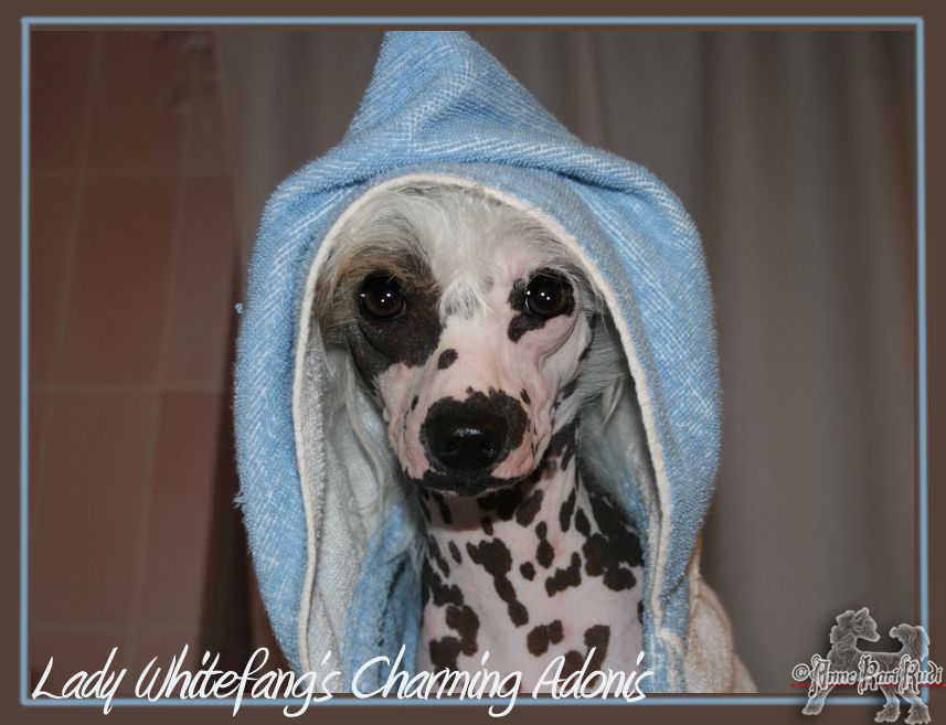 Lady Whitefang's Charming Adonis