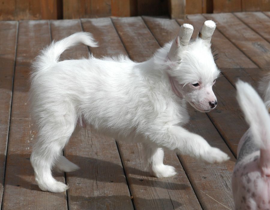 Lady Whitefang's Gentle Astar