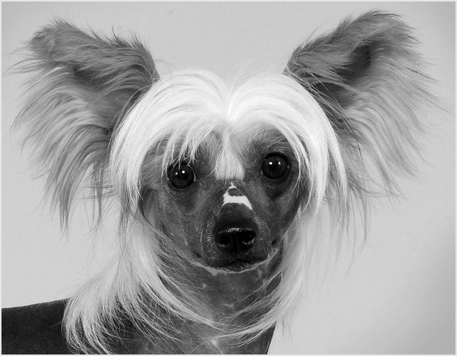 Lady Whitefang's Howling Abraxas