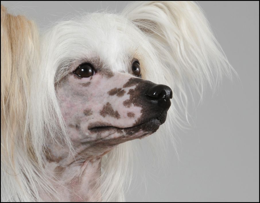 Lady Whitefang's Indian Archer