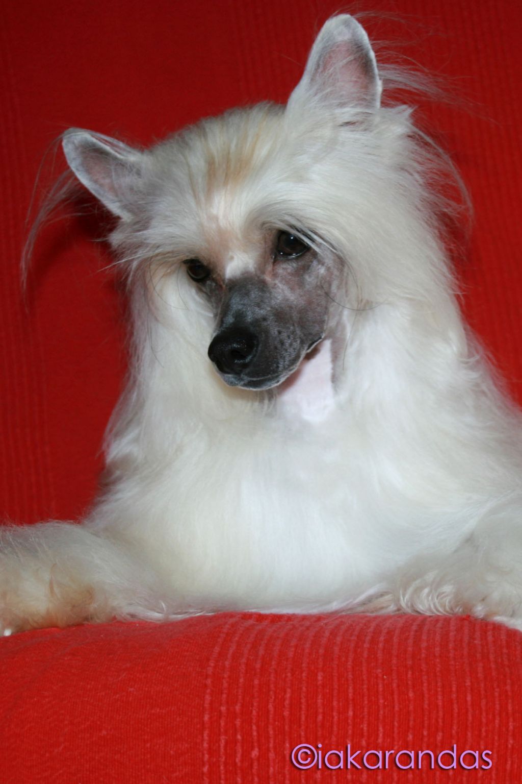 Total Recall Della Castafiore