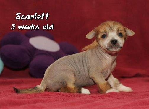 Gone With The Wind Della Castafiore