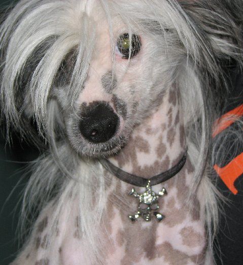 Dreamstars Ms Starlight Diva