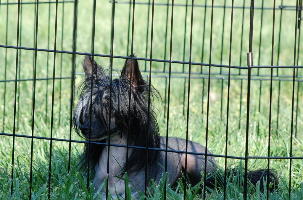 Lee-Wins Black Velvet If You Please