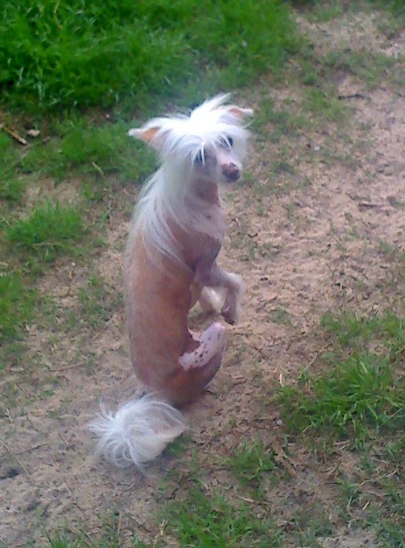 Hoffer's Prissy Crissy