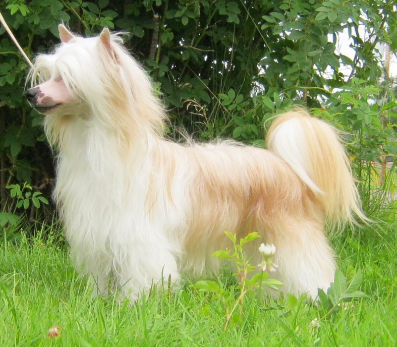 Nocturnal Red Hot Moon Over Gardine