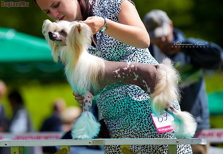 Olegro Katrin Niagara