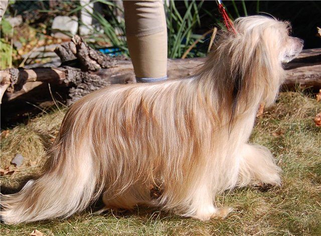 Sasquehanna FCI Andaluzja