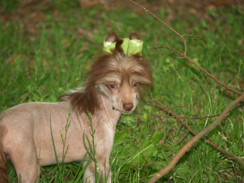 Hairicane-Give Me One Riesen To Stay Here