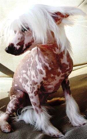 diamond dollar owens