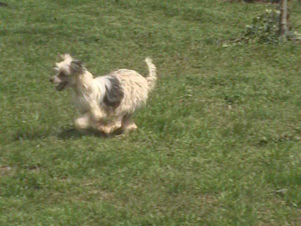 BadgerCrest Sweet Isabella