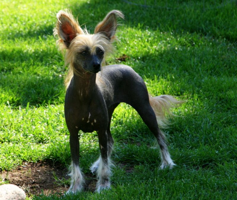 Chambertin Noir Sua Sponte