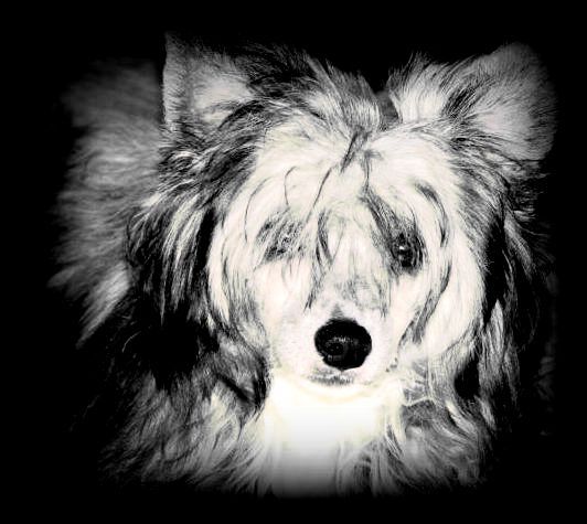 Jokes On You Gardine