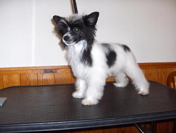 Baycrest C Me Sizzle Gardine