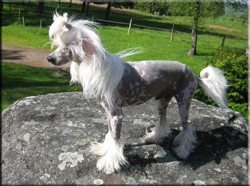 Krysolit Dreams Come True