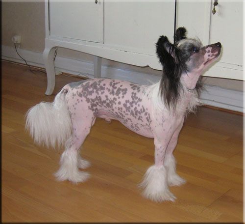 Krysolit Dynamite Hero