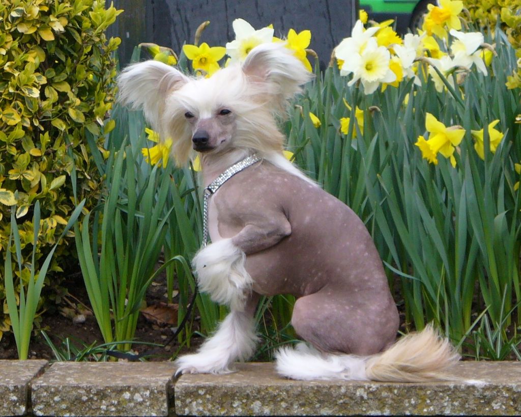 Epiphany Anubis At Akhenaten JW ShCM