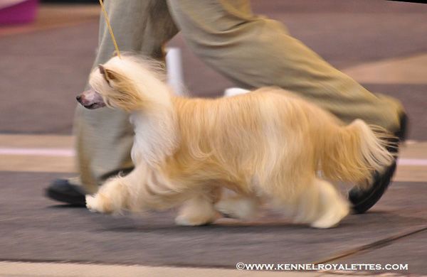 Alvine Band Chaisi Franta