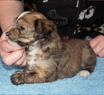 Union Jack de GabriTho