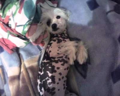 Rus Amigus Rainbow at Clear Day