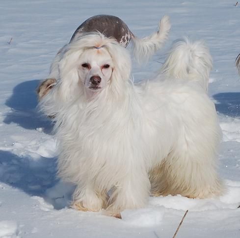 Suanho's Powder Face