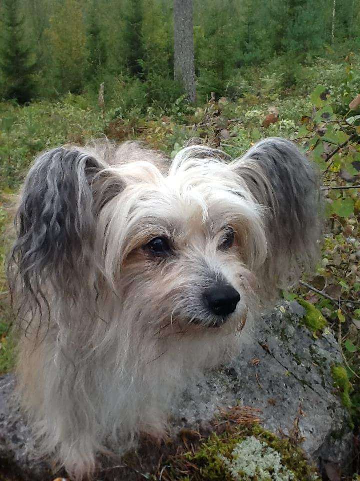 Kultapaimenen Kauhian Komija