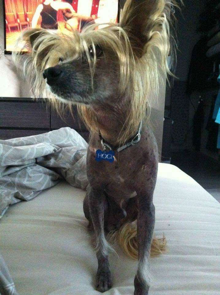 Kultapaimenen Kelpo Kaveri