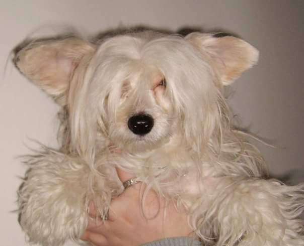 Kultapaimenen Kulta Kutri