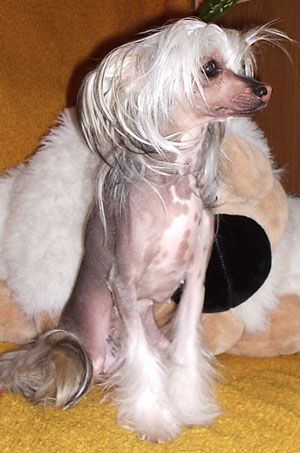 Sapfir iz Tsarskogo Sela Adel