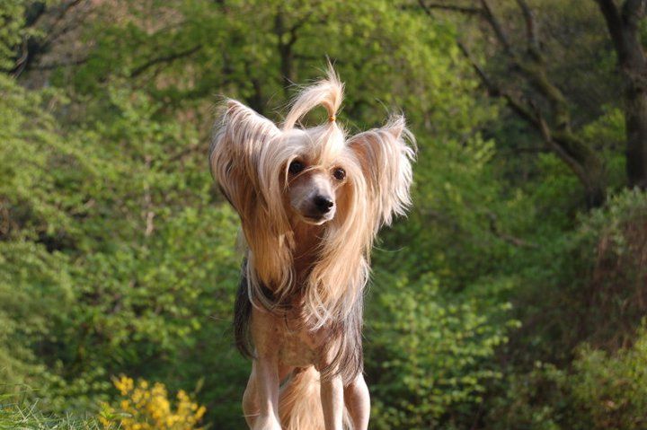 Amore Mia Exotic Dinaburg ZlotBon