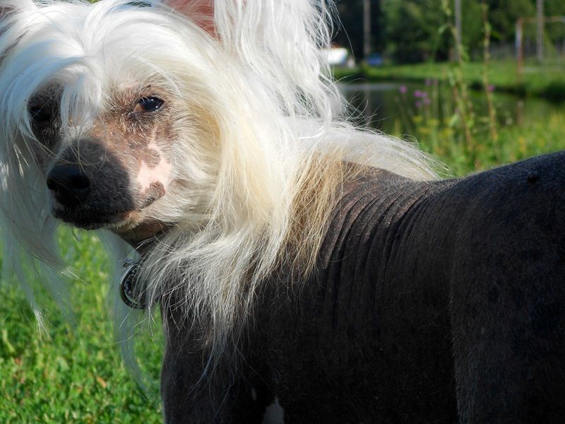 Szölöhegyi Bella Bianka