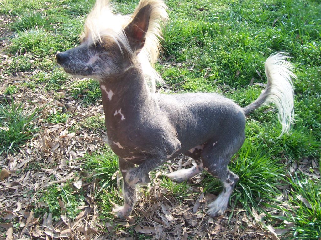 Perizad's Call Him The Streak