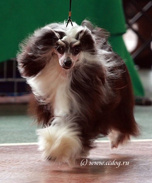 Shelcovij Shlejf Donata Mistik