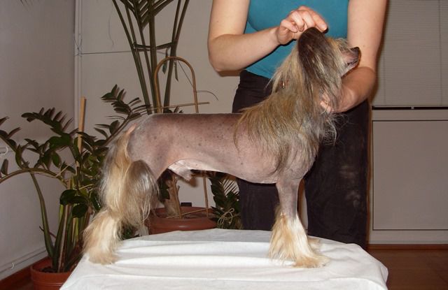 Apriori Vip Madjesty For Angel Look