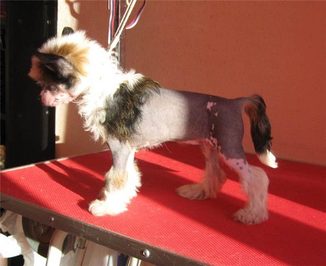 Apriori Vip Mystery From Angel Look