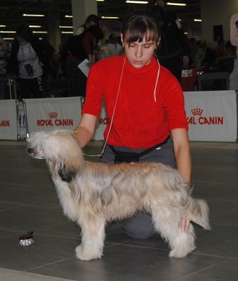 Sapfir iz Tsarskogo Sela Golden Igl