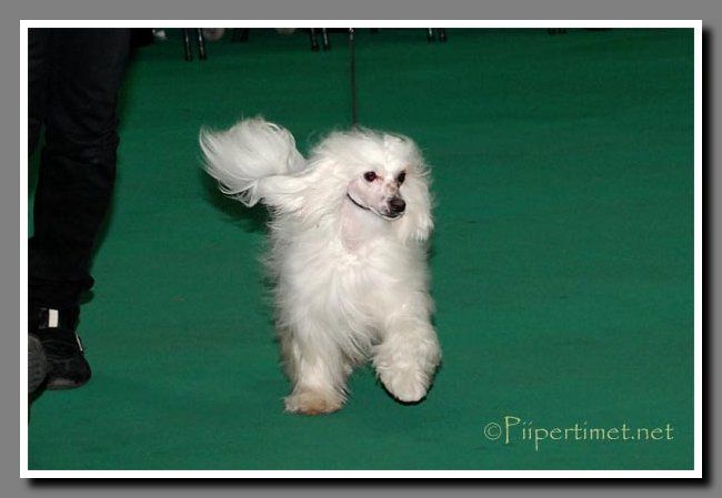 Arte Figure Boston Manor