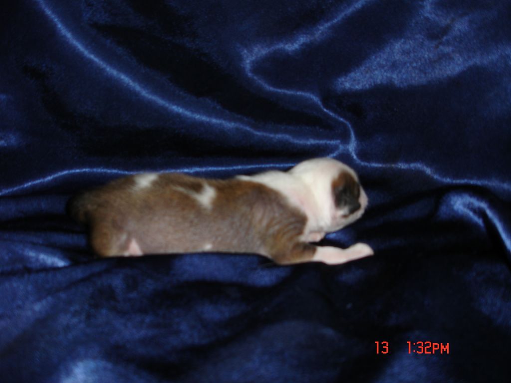 Rouber Balt Gibraltar