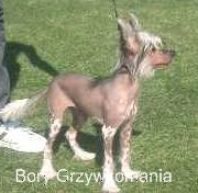 BORYS Grzywkomania