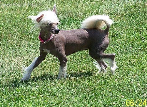 Rosewood Tahitian Wind