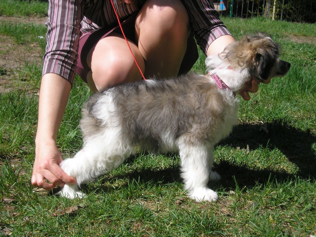 Zholesk Luchezar ot Volnogo Psa