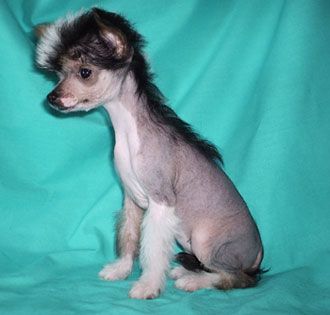 Sapfir iz Tsarskogo Sela Gylnara