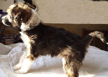 Sapfir iz Tsarskogo Sela Dgylieta