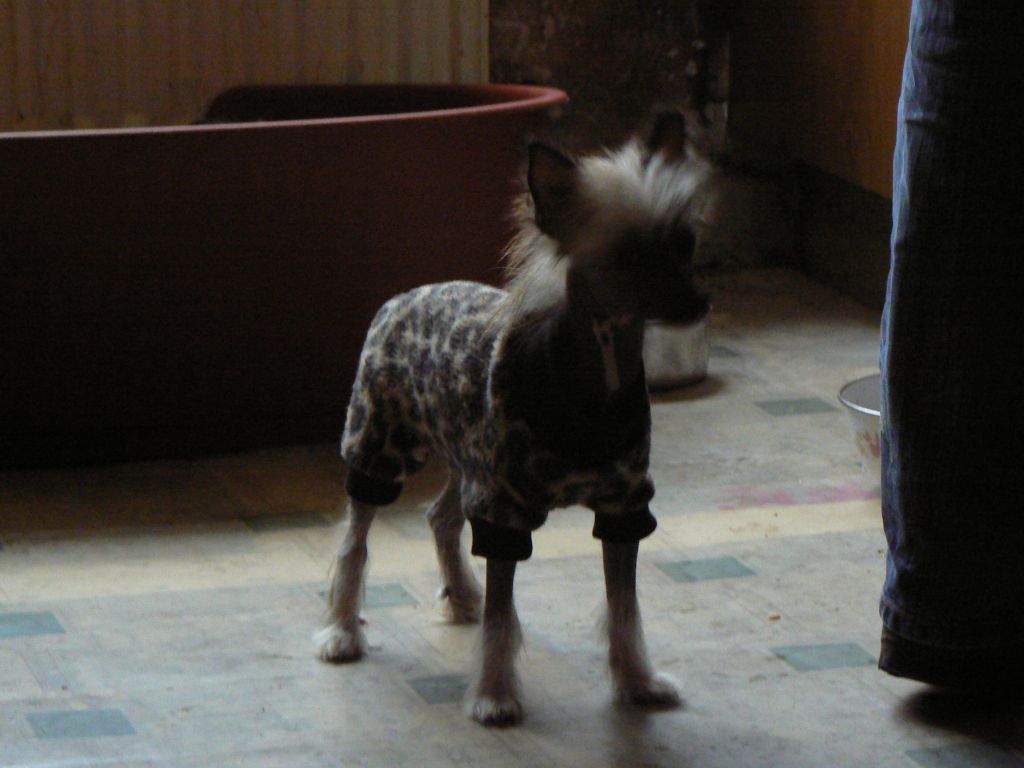 Doucai's TrueCrested