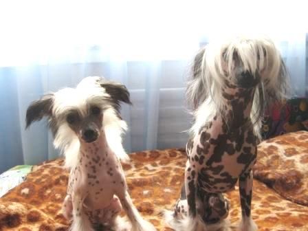 Sapfir iz Tsarskogo Sela Zhasmin Sonata