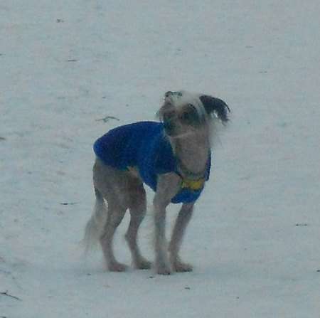 Sapfir Iz Tsarskogo Sela Konan